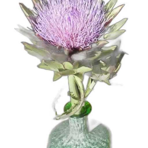 flower, bottle, crown, jewelry transparent PNG cut-out