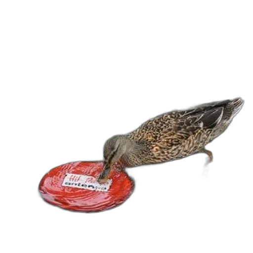 food, animal, shoes, jewelry transparent PNG cut-out
