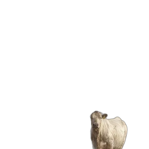 animal, creature, hair, furniture transparent PNG cut-out