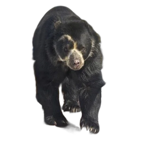 animal, creature, staff, face transparent PNG cut-out