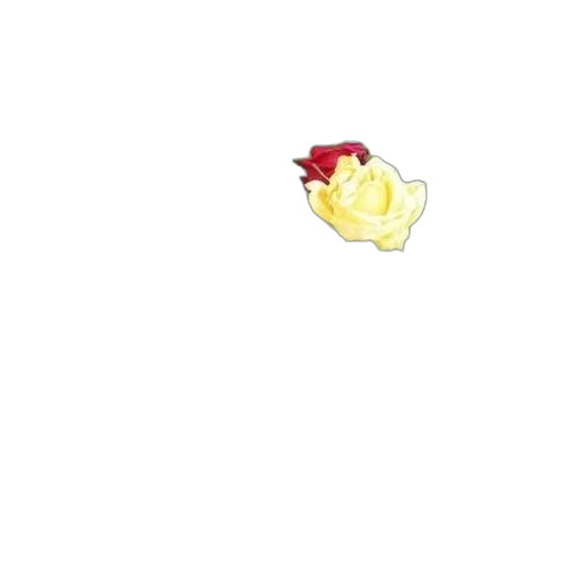food, flower, crown, hat transparent PNG cut-out