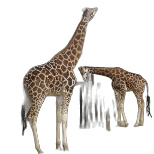animal, creature, jewelry, 3d render transparent PNG cut-out