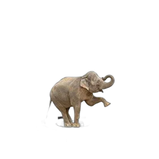 animal, creature, staff, hat transparent PNG cut-out