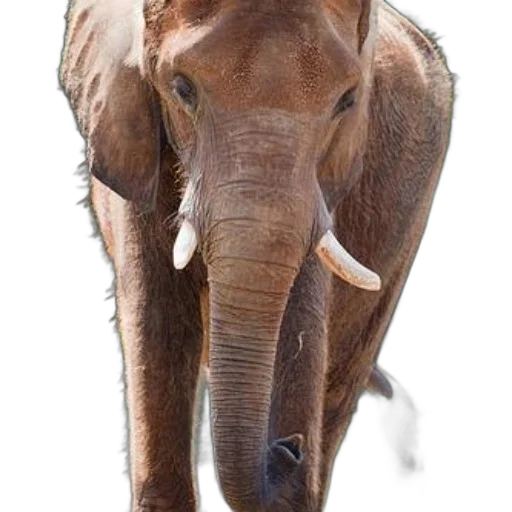 animal, staff, creature, face transparent PNG cut-out