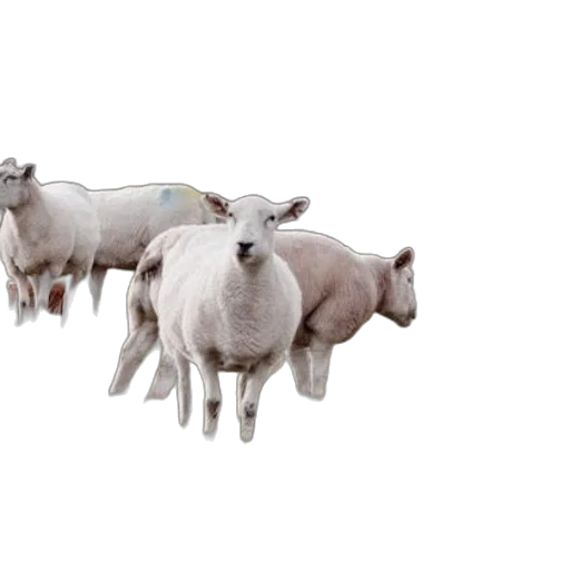 animal, jewelry, 3d render, photorealistic transparent PNG cut-out