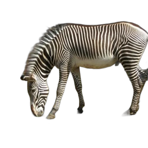 animal, creature, jewelry, furniture transparent PNG cut-out