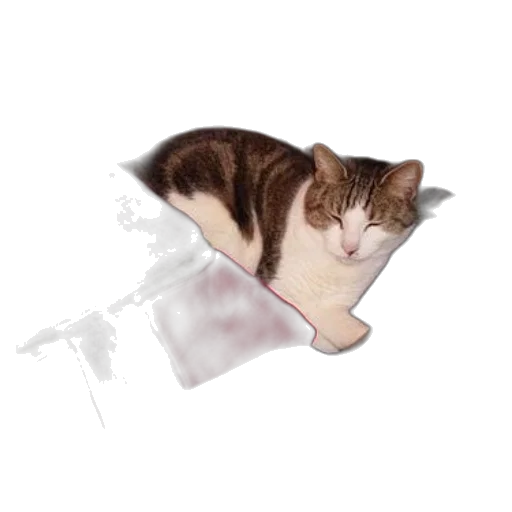 staff, weapon, animal, furniture transparent PNG cut-out