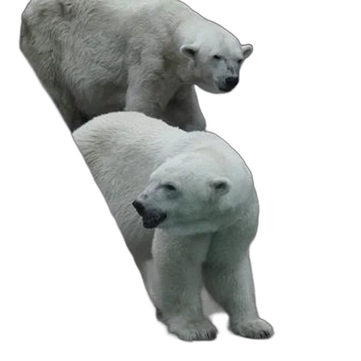 animal, creature, face, shoes transparent PNG cut-out