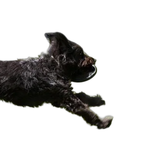 animal, staff, creature, hair transparent PNG cut-out