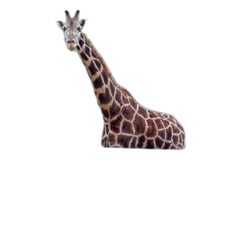 animal, creature, hat, staff transparent PNG cut-out