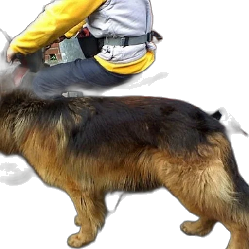 animal, creature, staff, jacket transparent PNG cut-out