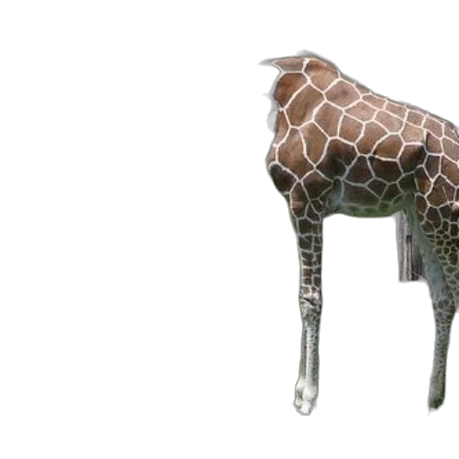 animal, creature, furniture, jewelry transparent PNG cut-out