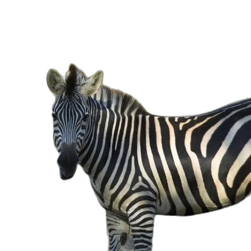 animal, creature, jewelry, staff transparent PNG cut-out