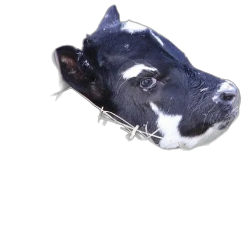 animal, mask, face, creature transparent PNG cut-out