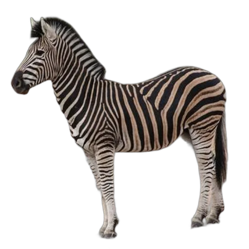 animal, creature, jewelry, furniture transparent PNG cut-out