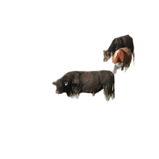 animal, creature, food, hair transparent PNG cut-out