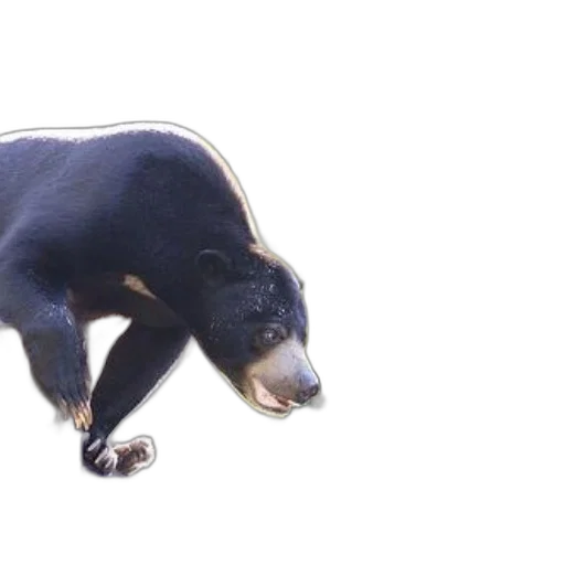 animal, creature, staff, face transparent PNG cut-out