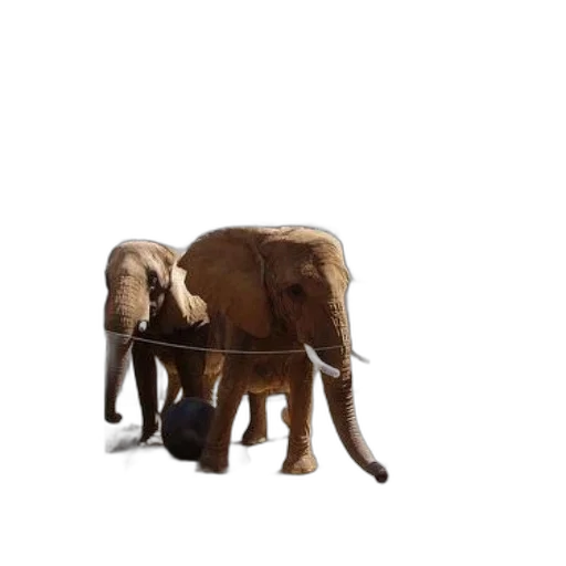 animal, furniture, creature, umbrella transparent PNG cut-out