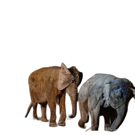 animal, creature, 3d render, concept art transparent PNG cut-out