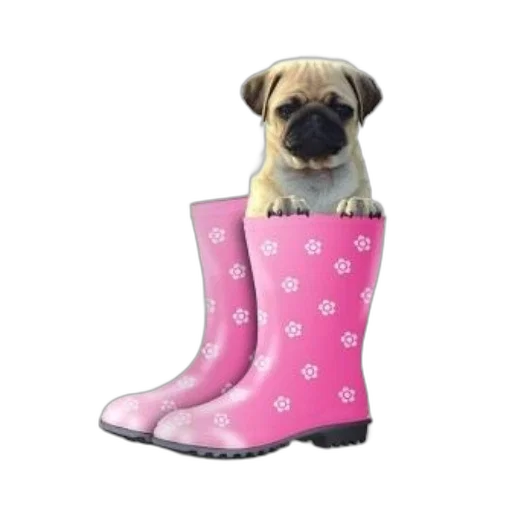 shoes, cute, pug, puppy transparent PNG cut-out