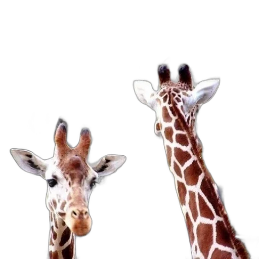 animal, creature, photorealistic, 3d render transparent PNG cut-out