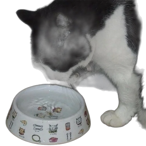 food, hat, animal, jewelry transparent PNG cut-out