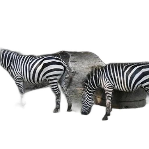 animal, furniture, shoes, jewelry transparent PNG cut-out