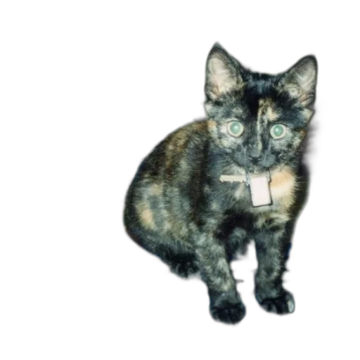 animal, creature, staff, jewelry transparent PNG cut-out