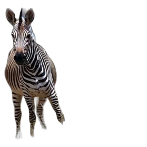 animal, creature, staff, weapon transparent PNG cut-out