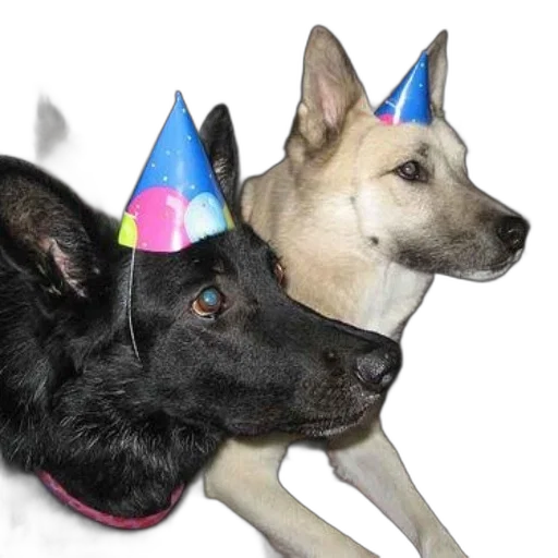 hat, two, dogs, wearing transparent PNG cut-out