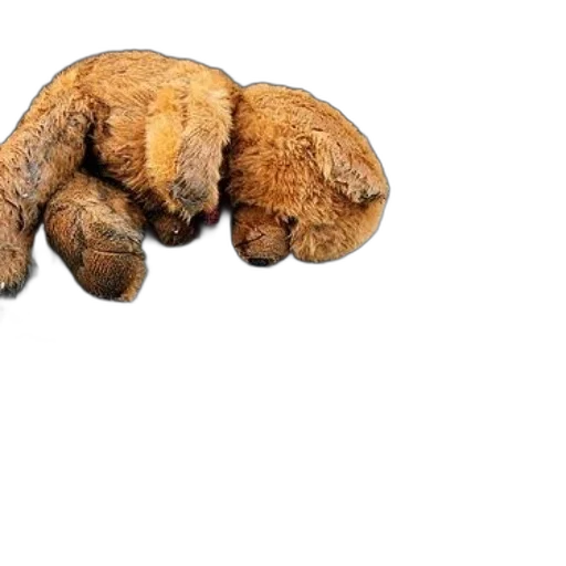 animal, creature, hair, food transparent PNG cut-out