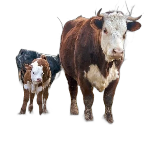 animal, jewelry, photorealistic, concept art transparent PNG cut-out