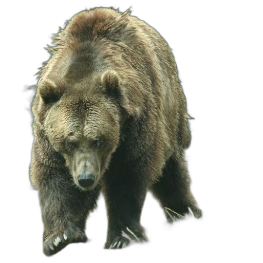 animal, creature, face, photorealistic transparent PNG cut-out