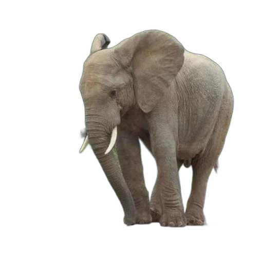 animal, creature, staff, face transparent PNG cut-out
