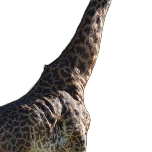 animal, creature, dragon, hat transparent PNG cut-out