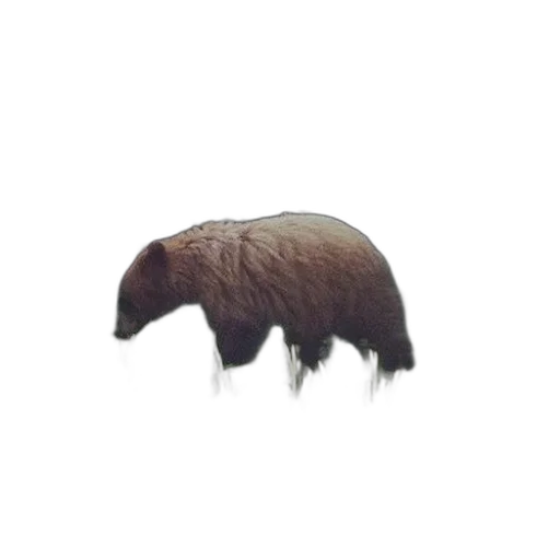 hat, hair, animal, creature transparent PNG cut-out