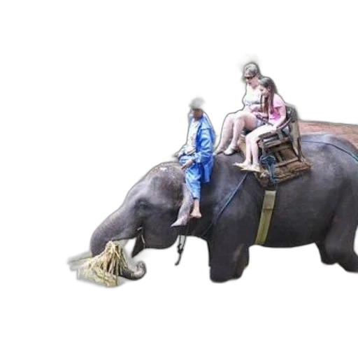 animal, concept art, photorealistic, family transparent PNG cut-out