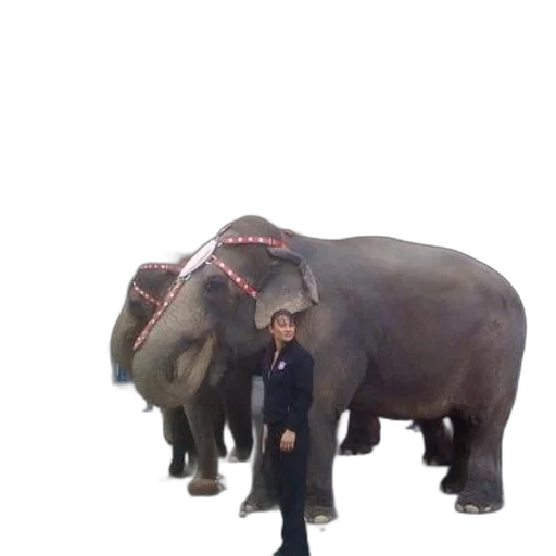 animal, creature, staff, umbrella transparent PNG cut-out