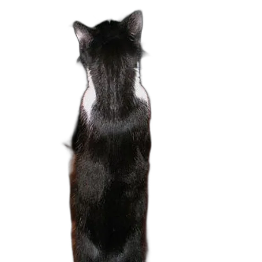 staff, animal, dress, bottle transparent PNG cut-out