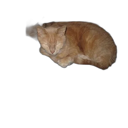 animal, creature, hat, staff transparent PNG cut-out