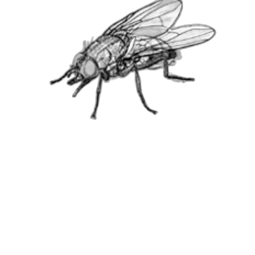 animal, creature, robot, dragon transparent PNG cut-out