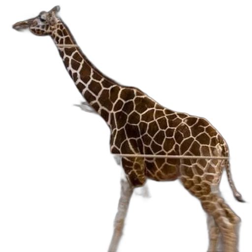 animal, creature, staff, hat transparent PNG cut-out