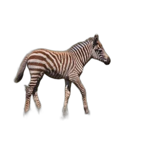 animal, creature, jewelry, furniture transparent PNG cut-out