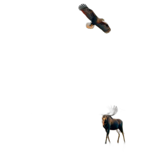 animal, shoes, creature, hat transparent PNG cut-out