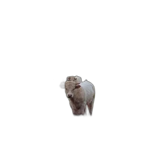 animal, creature, hair, face transparent PNG cut-out
