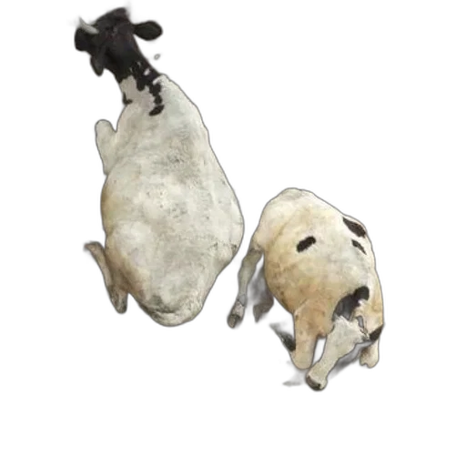 jewelry, animal, staff, food transparent PNG cut-out