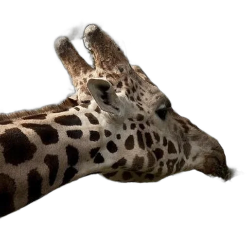 shoes, animal, creature, hat transparent PNG cut-out