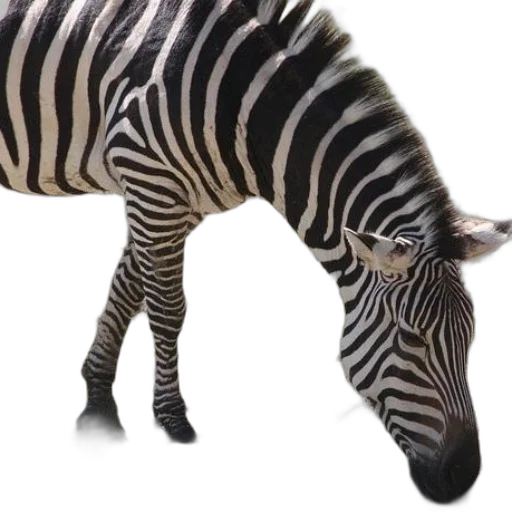 animal, creature, weapon, staff transparent PNG cut-out