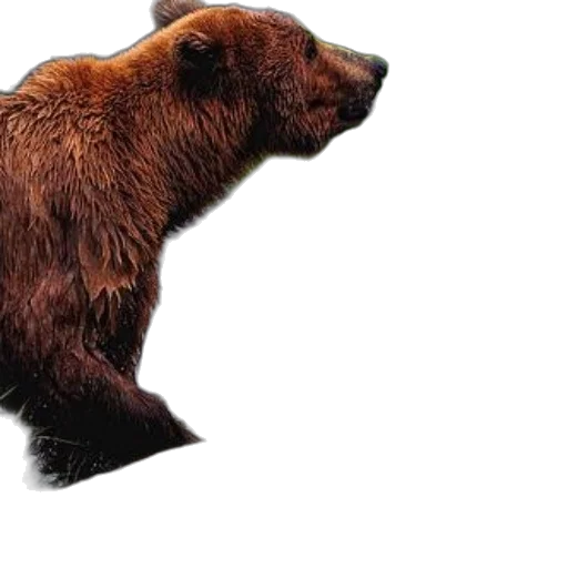animal, creature, staff, photorealistic transparent PNG cut-out