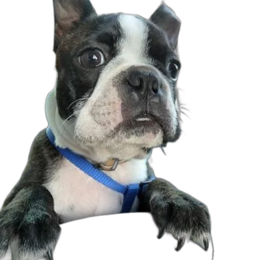 animal, staff, face, creature transparent PNG cut-out